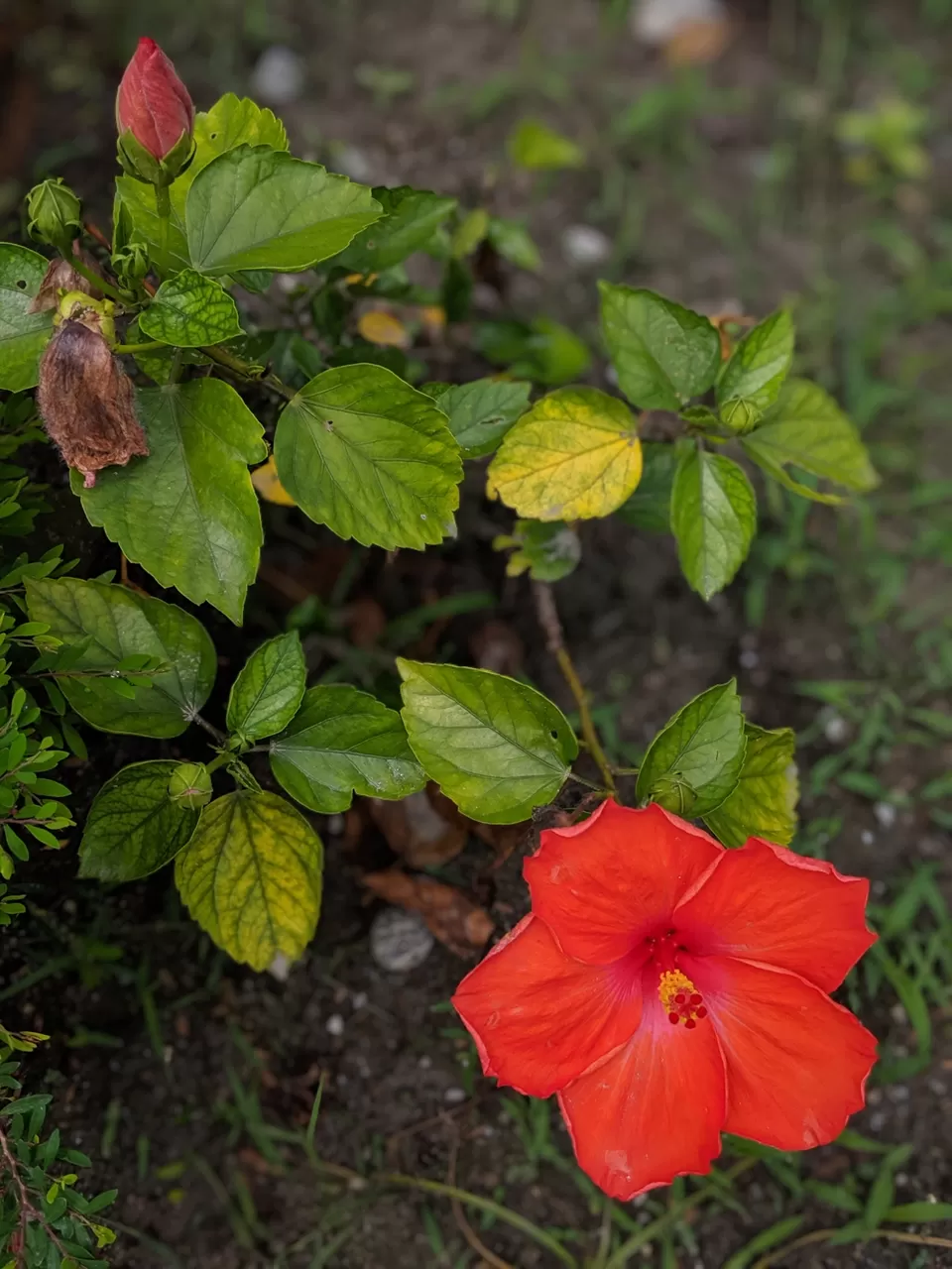 Photo of Resort Trimurti, Uttar Dhupjhora Road, Murti, West Bengal, India by Tania Sahu (whatever tania)