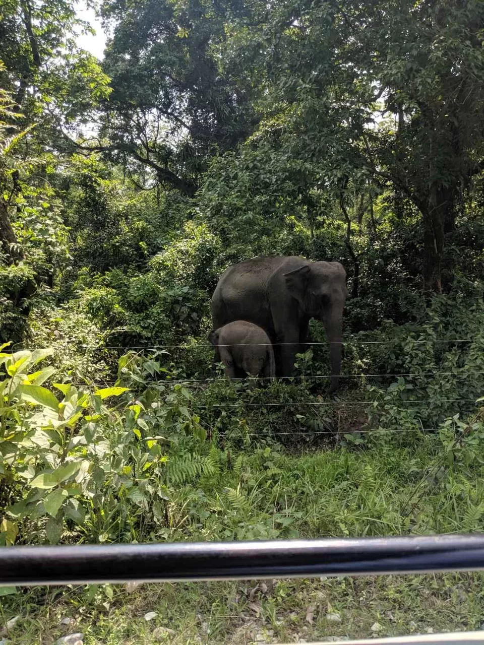 Photo of Jaldapara, West Bengal, India by Tania Sahu (whatever tania)