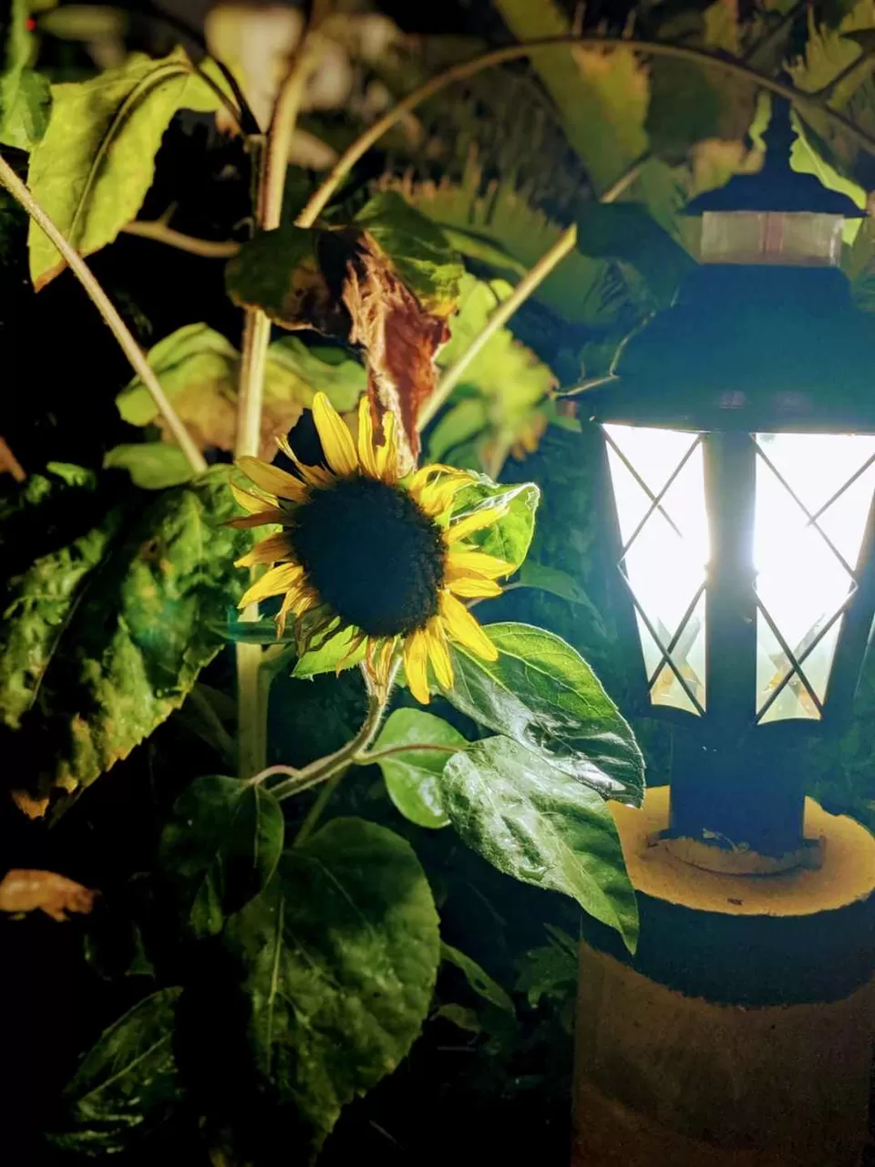 Photo of Jaldapara, West Bengal, India by Tania Sahu (whatever tania)