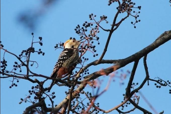 Photo of Things to Do in Mussoorie: Nature & Wildlife by divya chhabra