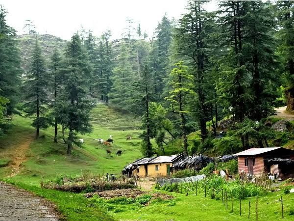 Photo of Things to Do in Mussoorie: Nature & Wildlife by divya chhabra