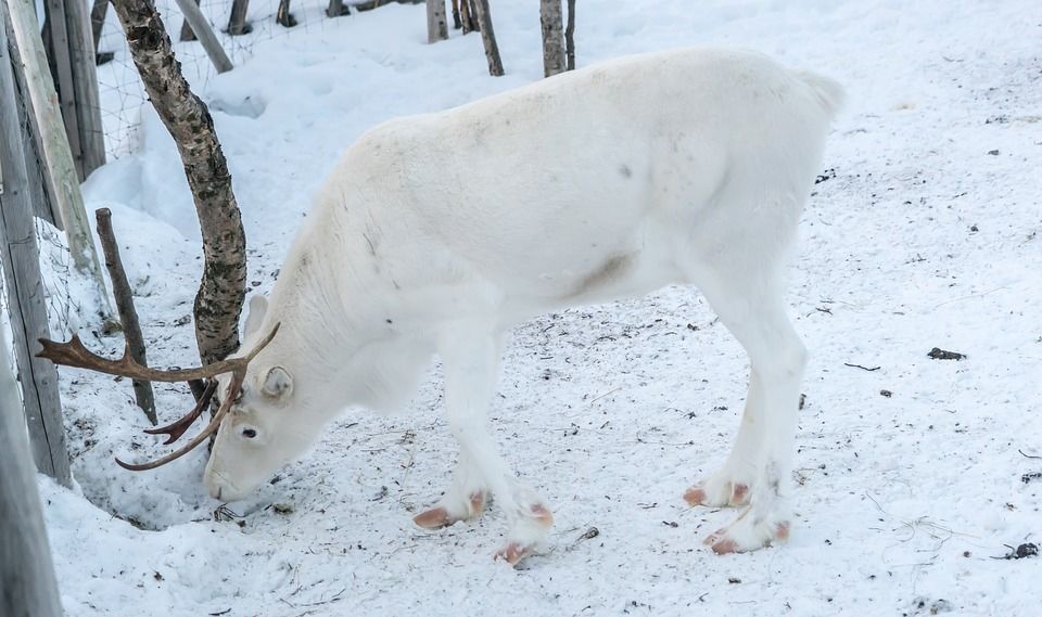 Photo of Kittilä, Finland by Abhinav Singh