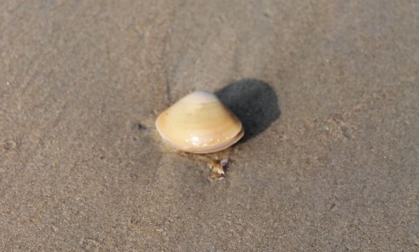 Photo of Exploring Goa by Jogi