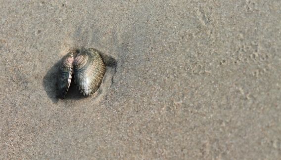 Photo of Exploring Goa by Jogi