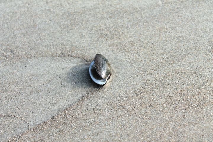 Photo of Exploring Goa by Jogi