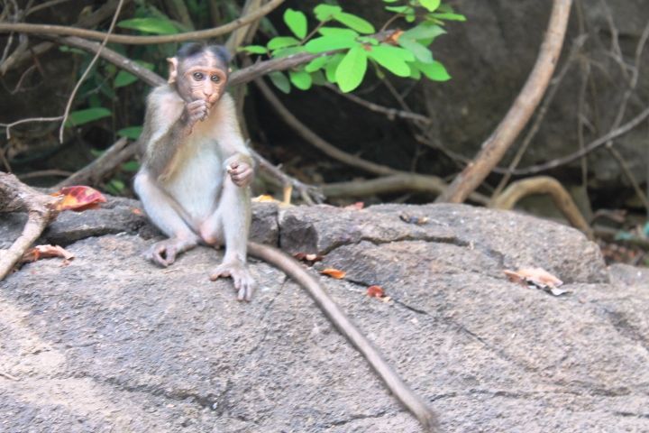 Photo of Exploring Goa by Jogi