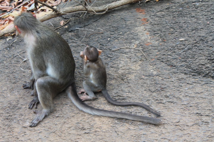 Photo of Exploring Goa by Jogi