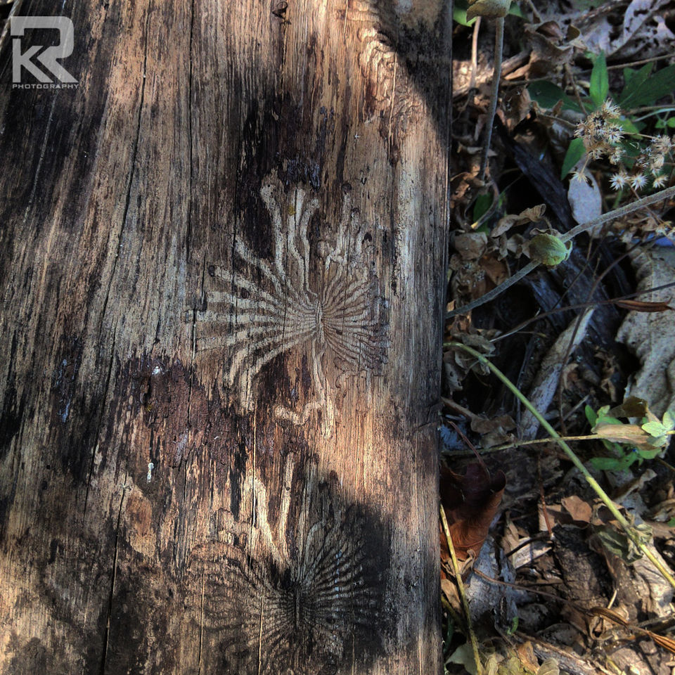 Photo of Unseen Waterfalls Tracks of Gujarat (Saribar, Dahel, Zarwani & Ninai) 16/25 by Krishan Ramani
