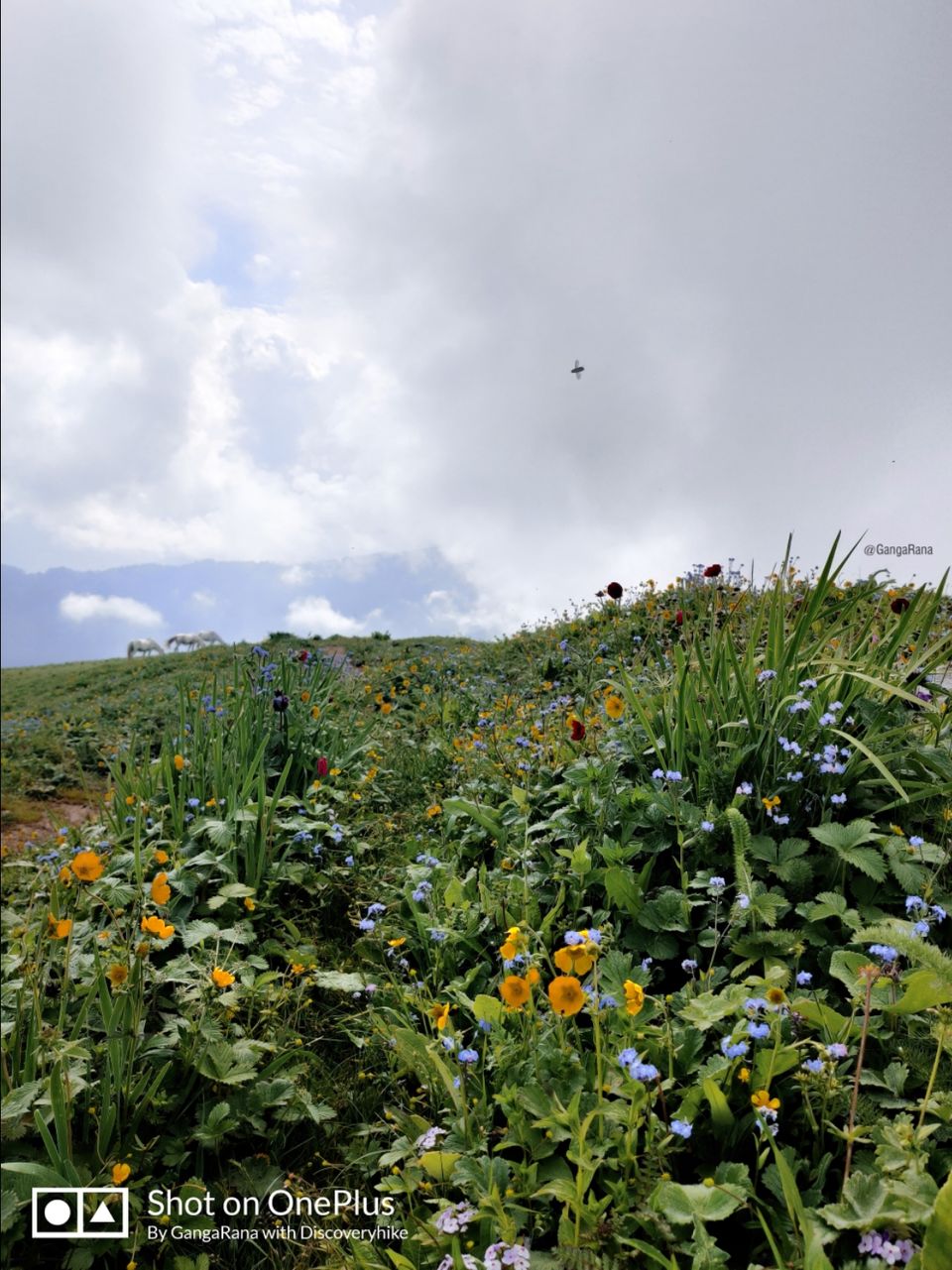 Photo of SaruTal Trek by Ganga Rana