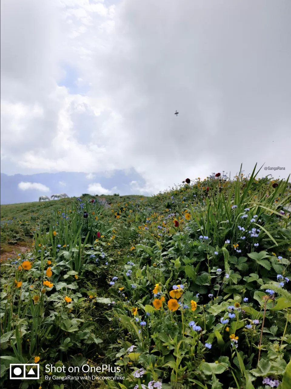 Photo of SaruTal Trek by Ganga Singh