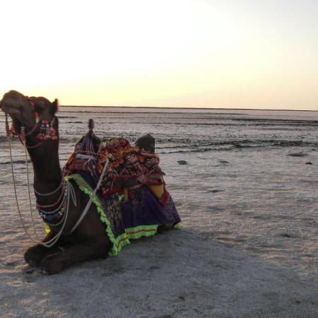 Photo of Rann Utsav 2020-Opening The Gateway Of Tourism For Kutch, India ! by Romika Singh