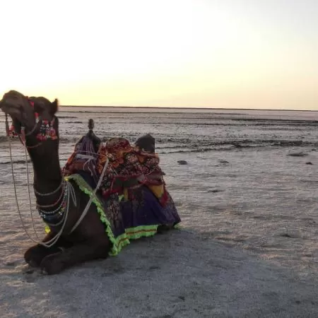 Photo of Rann Utsav 2020-Opening The Gateway Of Tourism For Kutch, India ! by Romika Singh