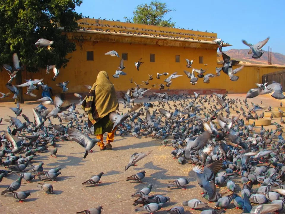 Photo of Jaipur, Rajasthan, India by Prana