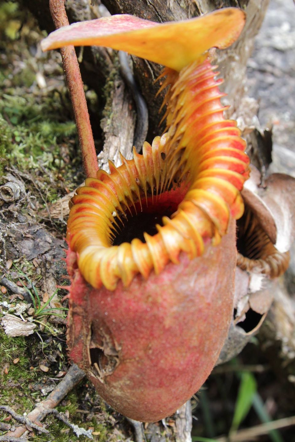 Photo of How to Climb Mt Kinabalu in less than USD 300 3/4 by Prana