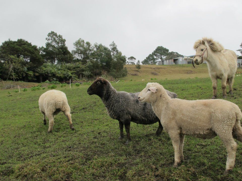 Photo of New Zealand - Survival & Travel Tips 4/16 by Prana