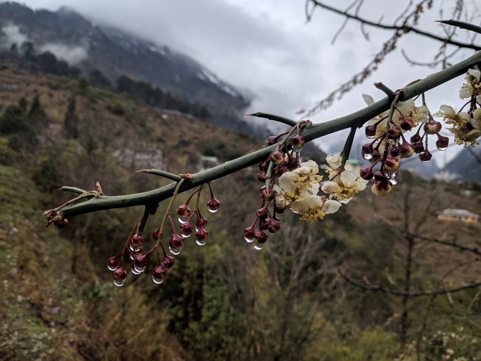 Photo of Exploring North Sikkim by Sibasish Sahoo