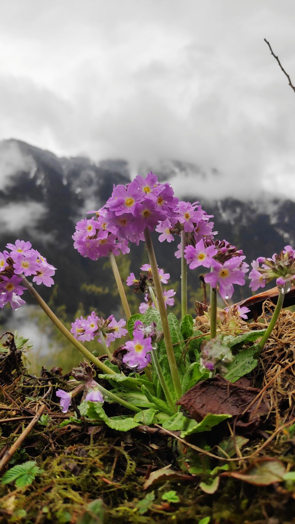 Photo of Exploring North Sikkim by Sibasish Sahoo
