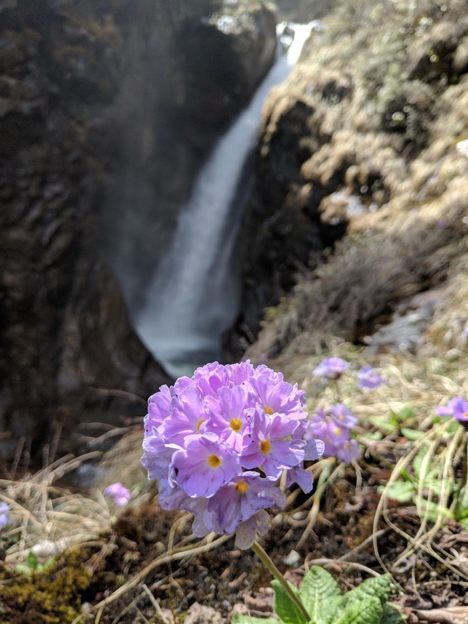 Photo of Exploring North Sikkim by Sibasish Sahoo