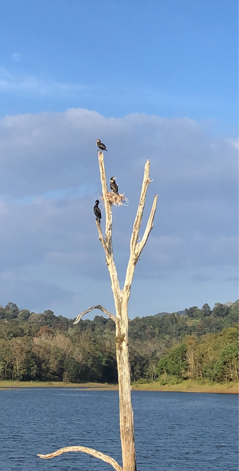 Photo of Thekkady, Kumily, Kerala, India by harry