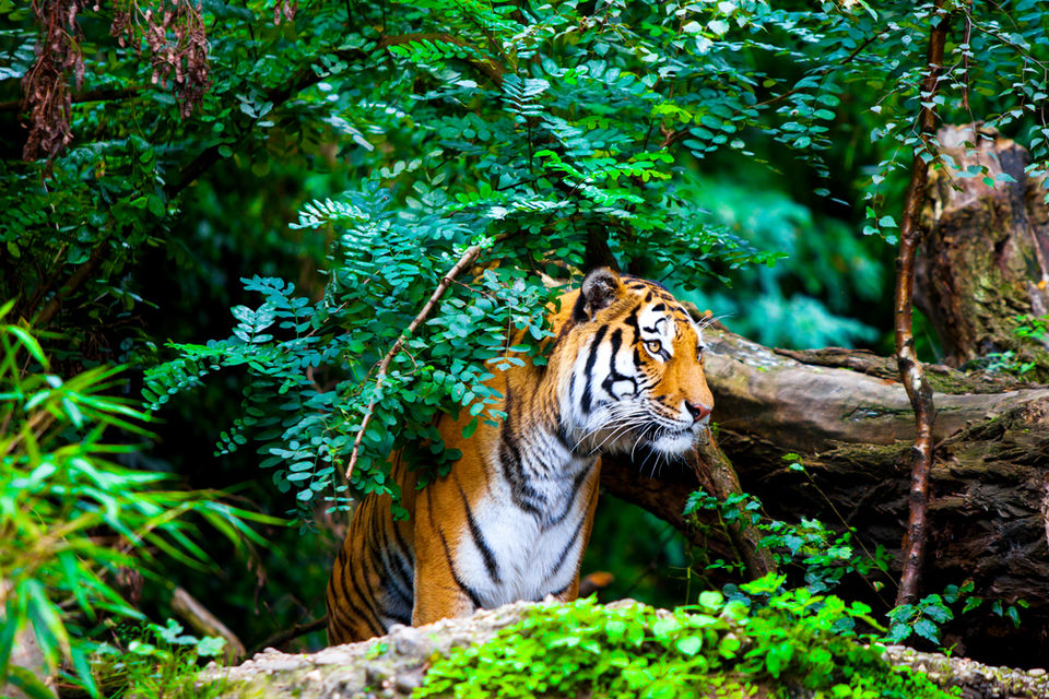Photo of Traveling to the World of Wildlife Trails and Natural Lakes in Middle of summers 3/8 by Kanika Saxena