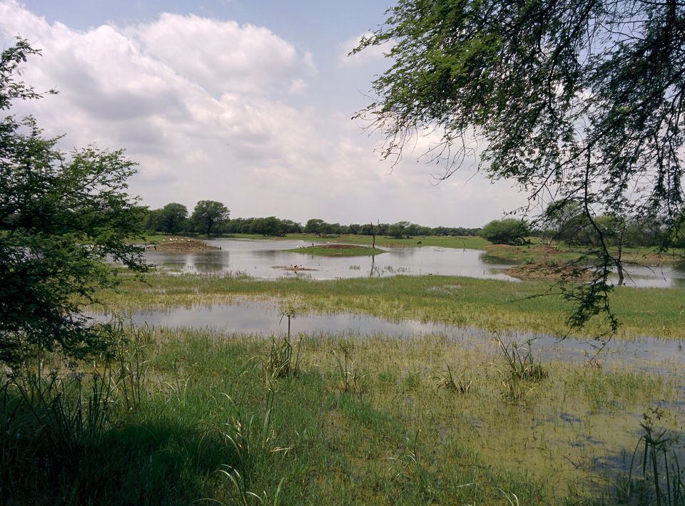 Photo of Day @ Bird Watching !! Bharatpur Bird Sanctuary !! Keoladeo National Park ! by Ankur Chugh