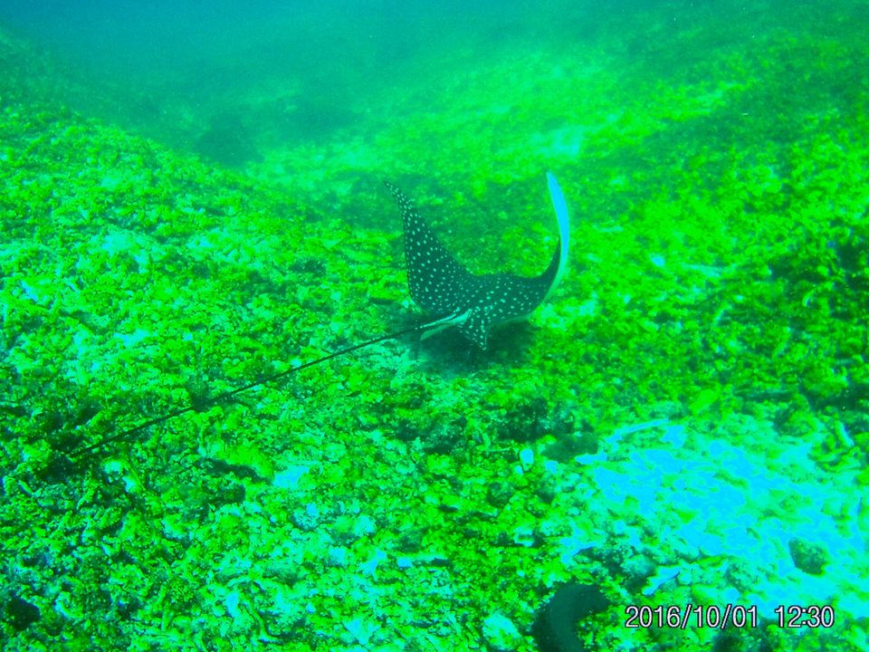 Photo of Labuan Bajo, West Manggarai Regency, East Nusa Tenggara, Indonesia by Gaurang Garg