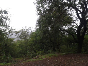 Photo of Kataldhar Waterfall 3/6 by Kirti Kadam