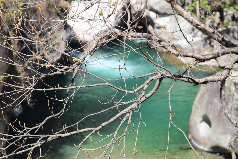 Photo of Great Himalayan National Park Forest Complex, Sharchi, Himachal Pradesh, India by Yogesh Kumar Dogra
