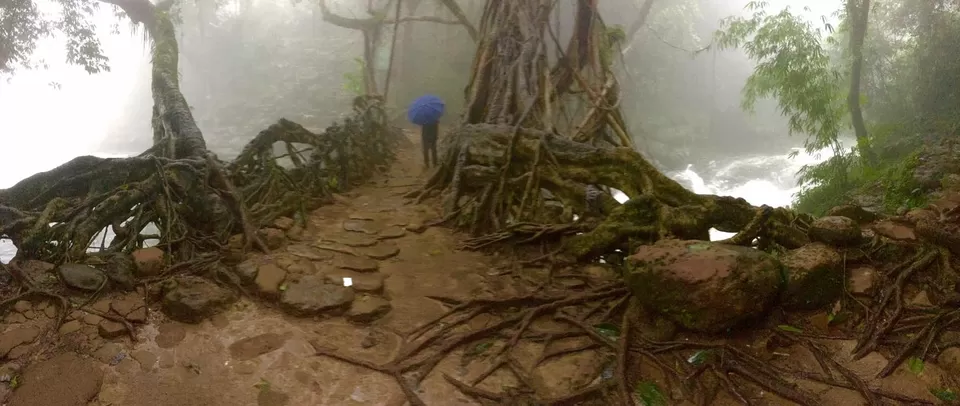 Photo of Living Root Bridge, Mawlynnong, Surok Mawlynnong, Mawlynnong, Meghalaya, India by Gitika Saksena