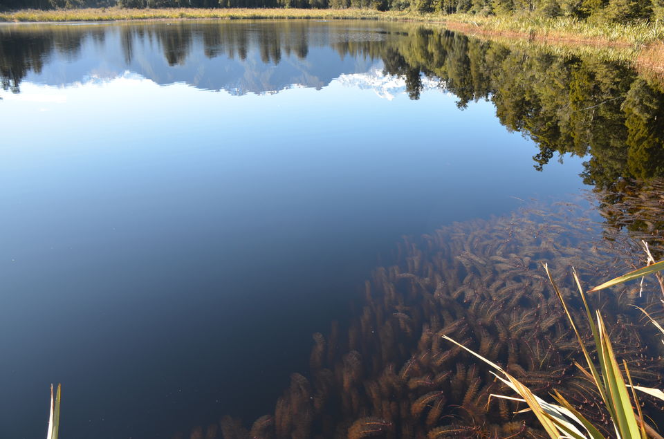 Photo of Lake Matheson, West Coast, New Zealand by nidhi