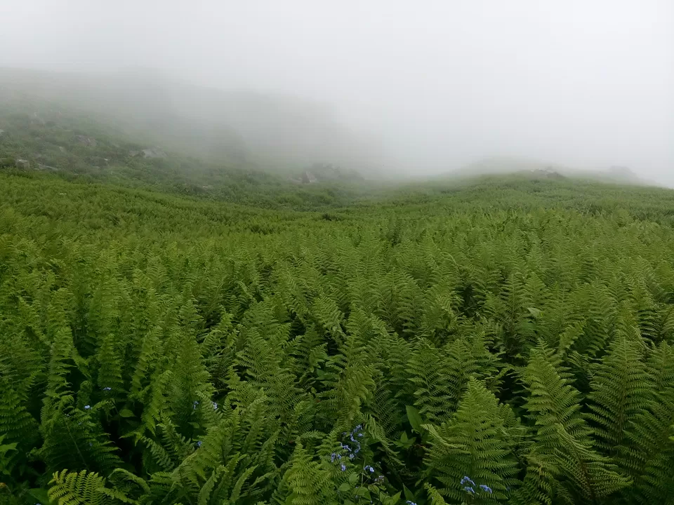 Photo of Kullu, Himachal Pradesh, India by Ashish Singh Rana