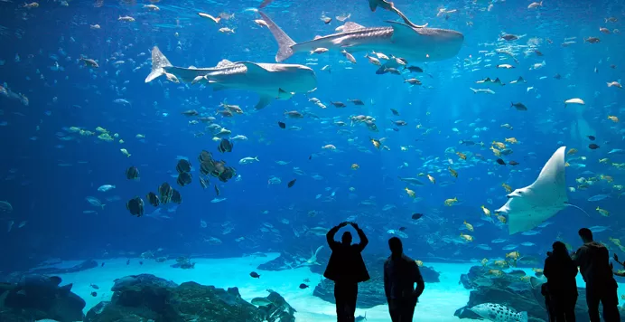 Photo of Surat Municipal Aquarium, Adajan Gam, Adajan, Surat, Gujarat, India by Raj Kaneria