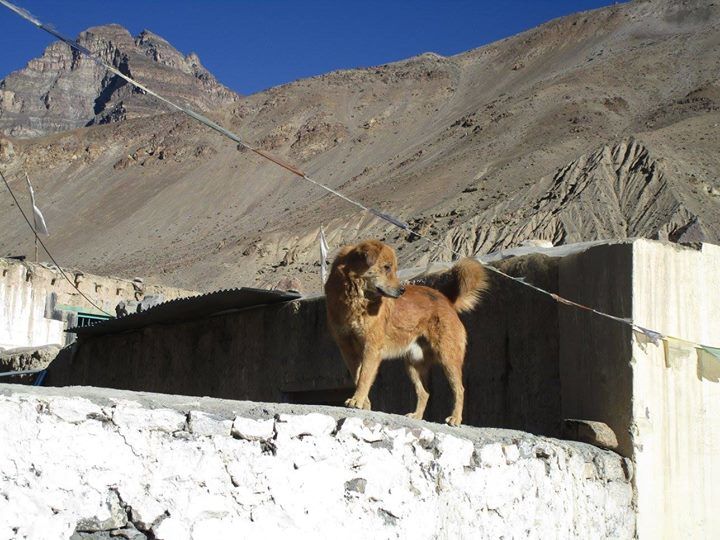 Photo of Tabo Monastery, Tabo, Himachal Pradesh, India by Richa Sharma
