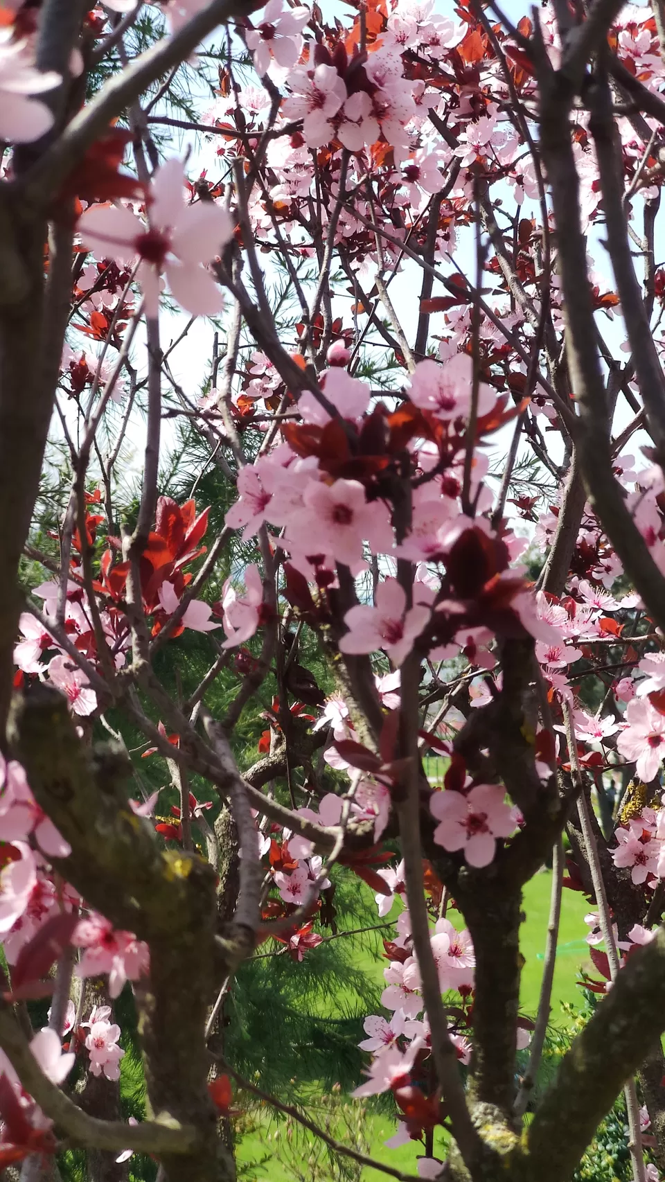 Photo of Chashma Shahi Garden چشمہ شاہی باغ, Boulevard Road, Chashma Shahi, Rainawari, Srinagar by Nimmi
