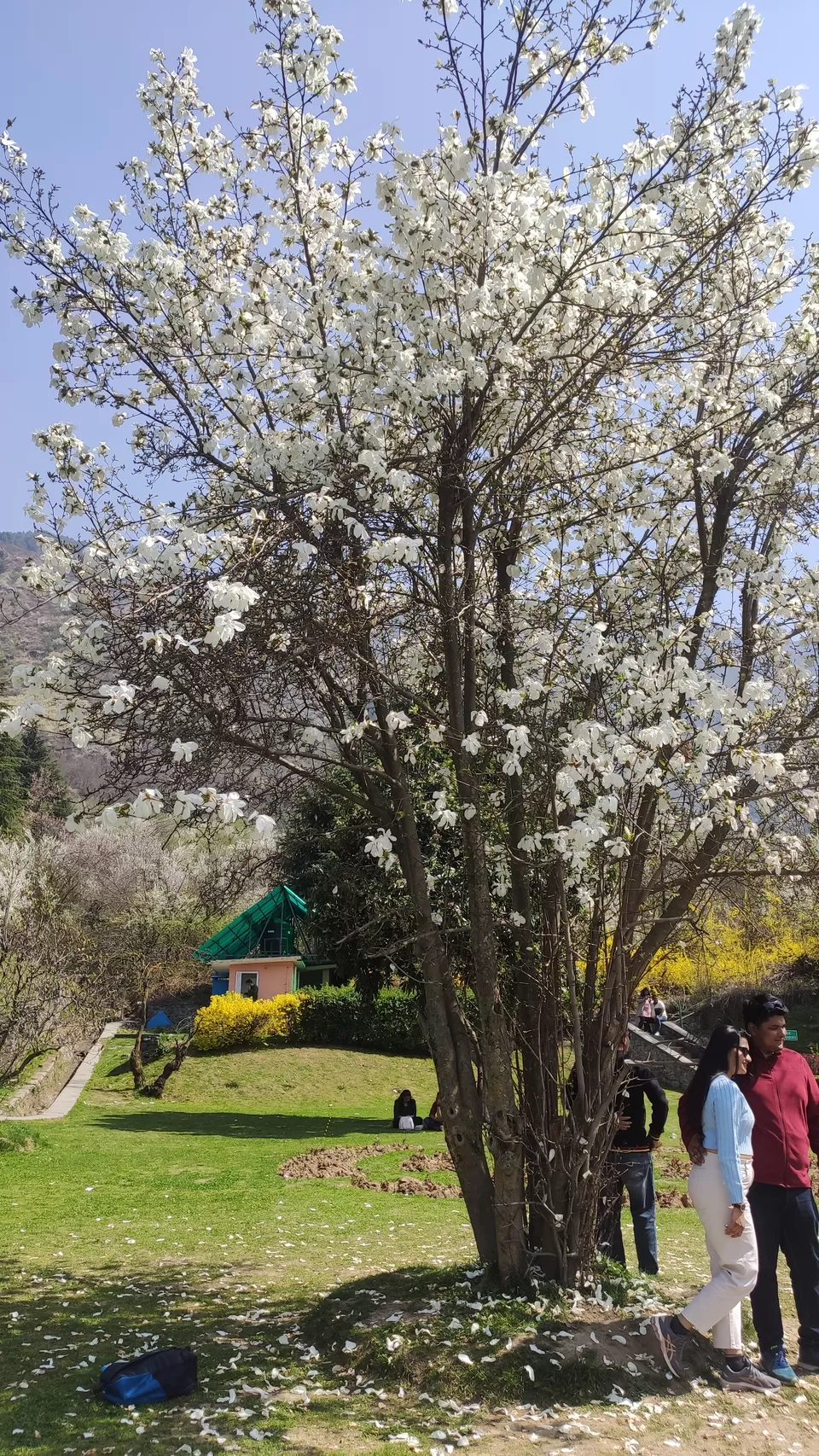 Photo of Chashma Shahi Garden چشمہ شاہی باغ, Boulevard Road, Chashma Shahi, Rainawari, Srinagar by Nimmi