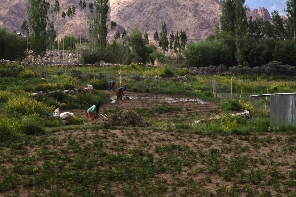 Photo of ladakh sarai by Aditi Chaudhary
