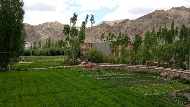 Photo of Gangba Homestay, Leh by Aditi Chaudhary