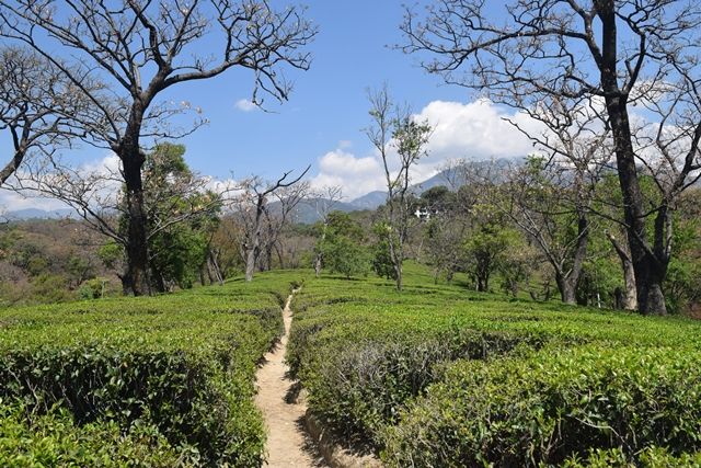 Photo of Tea Estates, Dharamshala, Kangra, Himachal Pradesh, India by Aditi Chaudhary