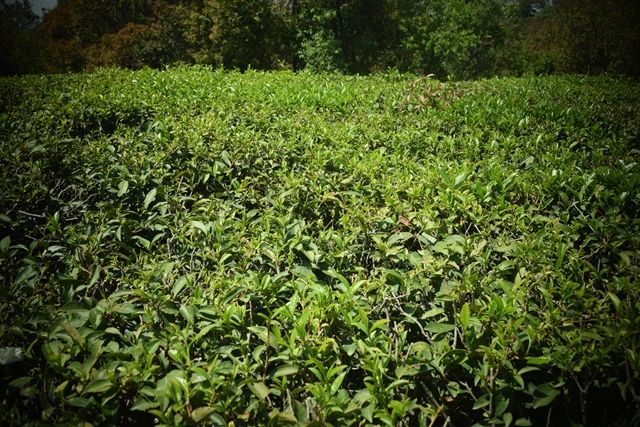 Photo of Tea Estates, Dharamshala, Kangra, Himachal Pradesh, India by Aditi Chaudhary