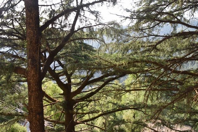 Photo of His Holiness the Dalai Lama's Main Temple, Temple Road, McLeod Ganj, Dharamshala, Himachal Pradesh, India by Aditi Chaudhary