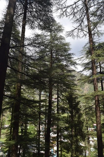 Photo of Dharamkot, Dharamshala, Himachal Pradesh, India by Aditi Chaudhary