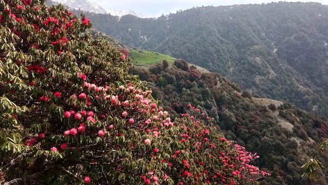Photo of Triund Trek, Trail to Triund Hill, Dharamshala, Himachal Pradesh, India by Aditi Chaudhary