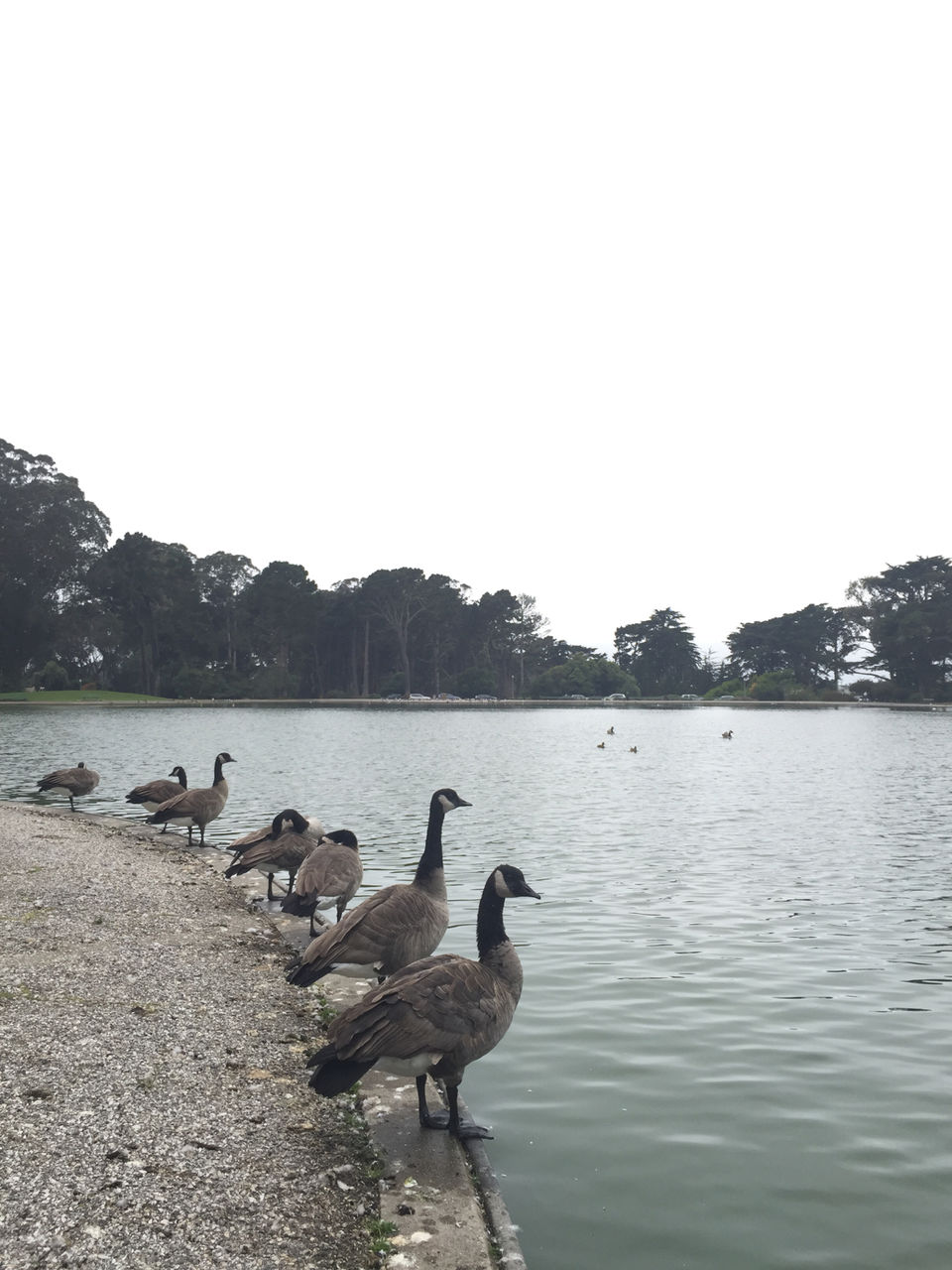 Photo of Bison Paddock, John F Kennedy Drive, San Francisco, CA, United States by Michael Pargal