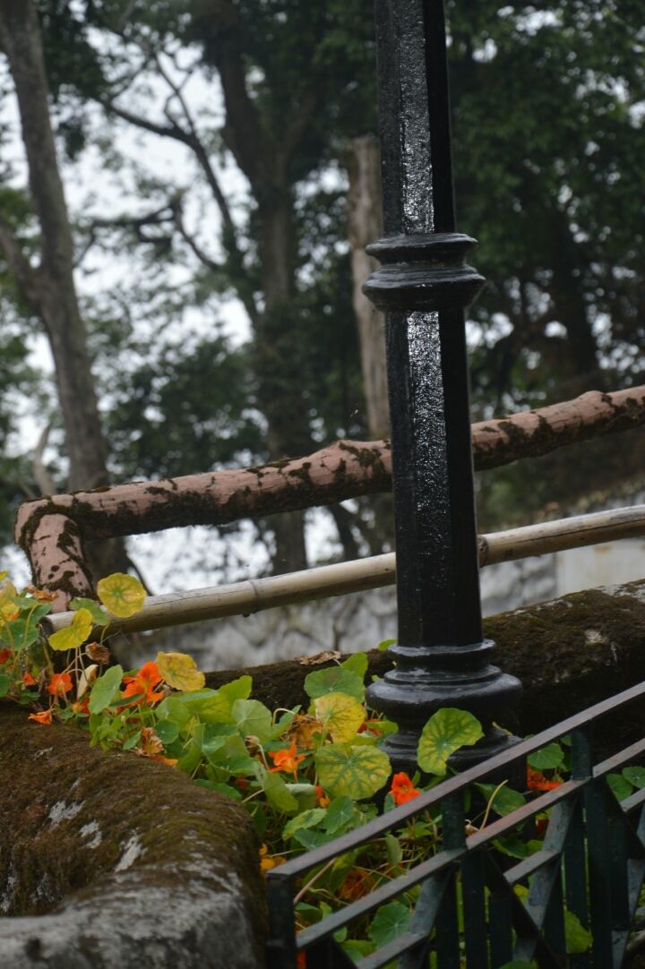 Photo of Darjeeling, West Bengal, India by Samaakhya