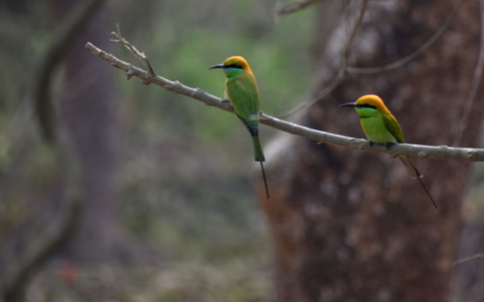 Photo of Pobitora Wildlife Sanctuary by Niraj Mani Chourasia