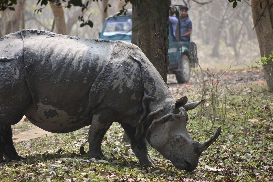 Photo of Pobitora Wildlife Sanctuary 2/13 by Niraj Mani Chourasia