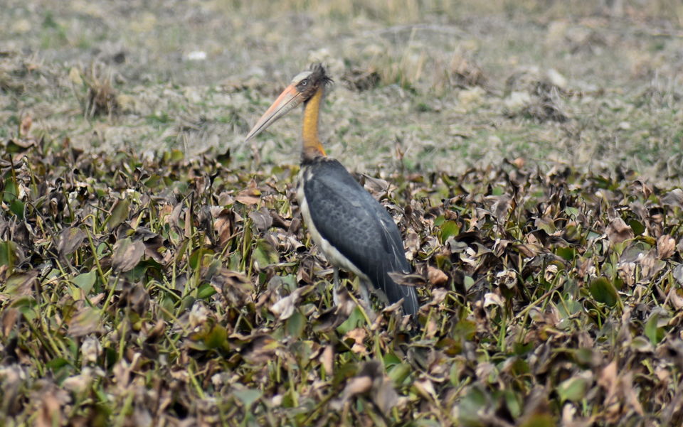 Photo of Pobitora Wildlife Sanctuary 3/13 by Niraj Mani Chourasia