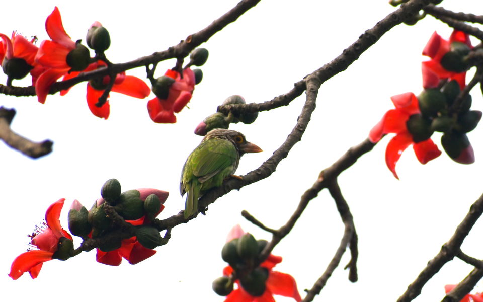 Photo of Pobitora Wildlife Sanctuary 4/13 by Niraj Mani Chourasia