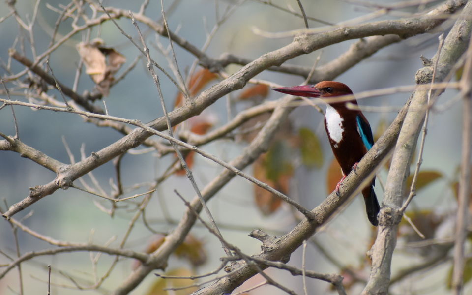 Photo of Pobitora Wildlife Sanctuary 5/13 by Niraj Mani Chourasia