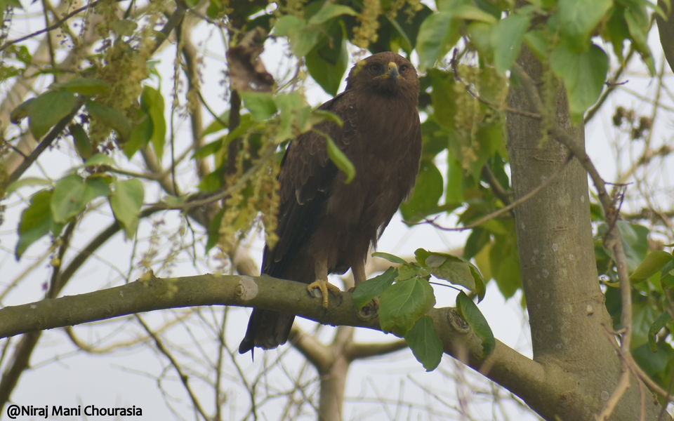 Photo of Pobitora Wildlife Sanctuary 6/13 by Niraj Mani Chourasia